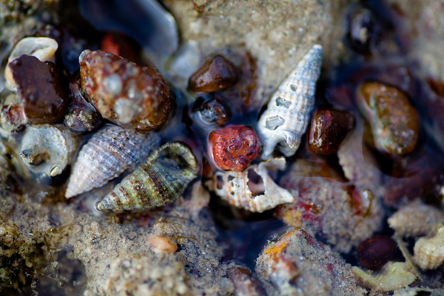 Bauxite Shells and Sand. Photograph by Carole Hinding