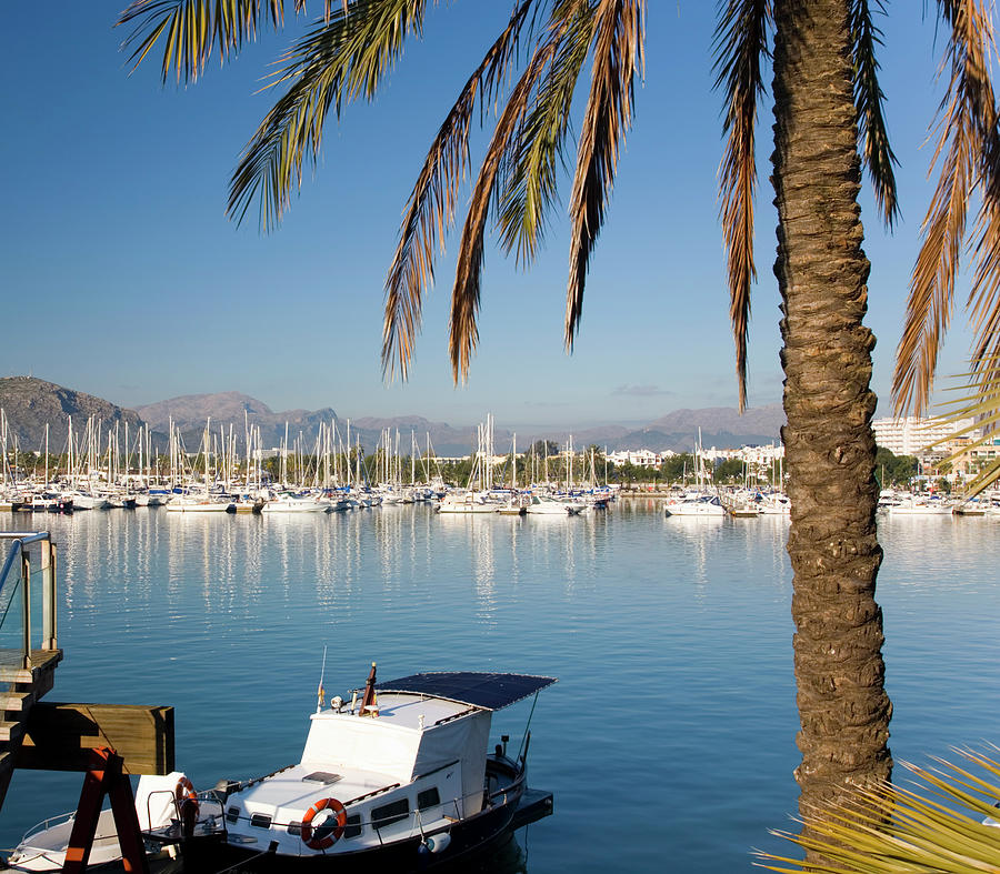 Bay And Marina, With Palm-tree In Photograph by David C Tomlinson