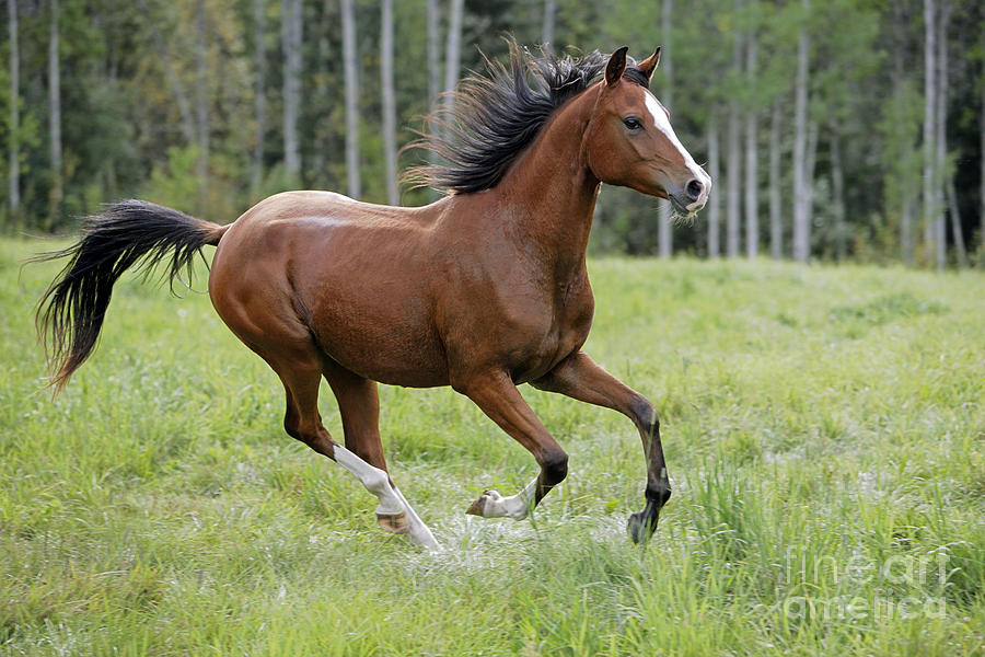 Bay Arabian Horse Running In Meadow Photograph by Rolf Kopfle