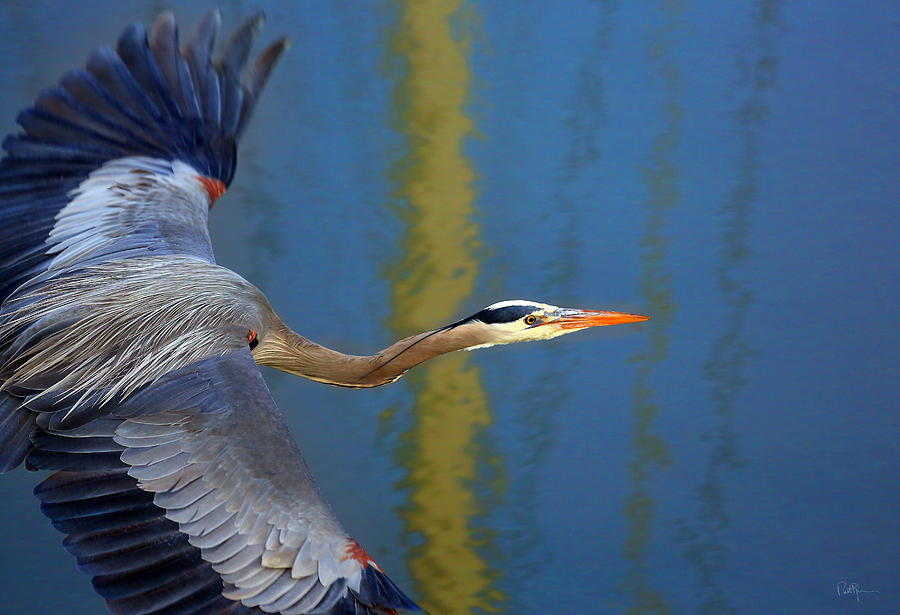 Heron Photograph - Bay Blue Heron Flight by Robert Bynum
