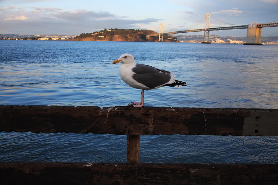 Bay Bridge Seagull Photograph by Aidan Moran