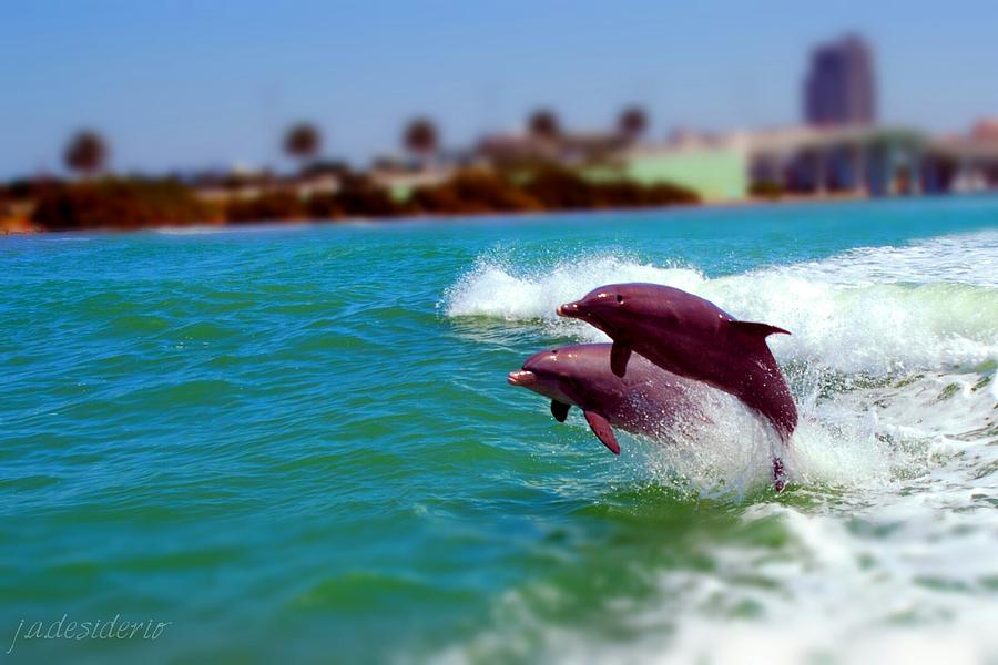 Bay Dolphins Photograph by Joseph Desiderio