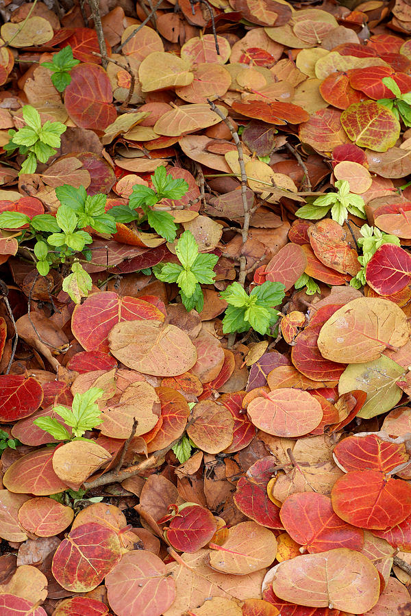 Bay Grape Carpet Photograph By Richard Hawke Fine Art America