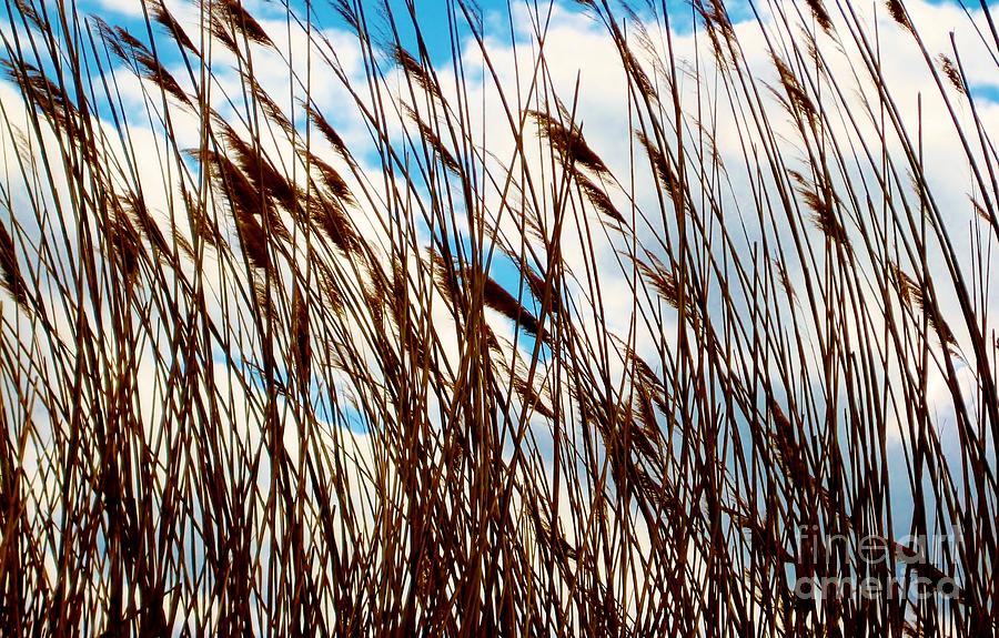 Bay Head Reeds - Jersey Shore Photograph by Susan Carella