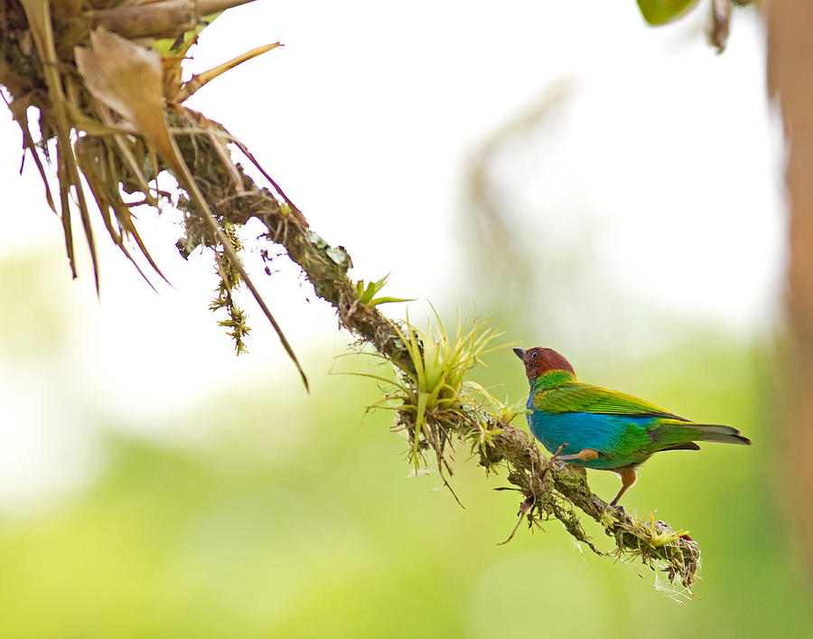 Bay Photograph - Bay-headed Tanager by Brian Magnier Bay Photograph - Bay-headed Tanager by Brian Magnier