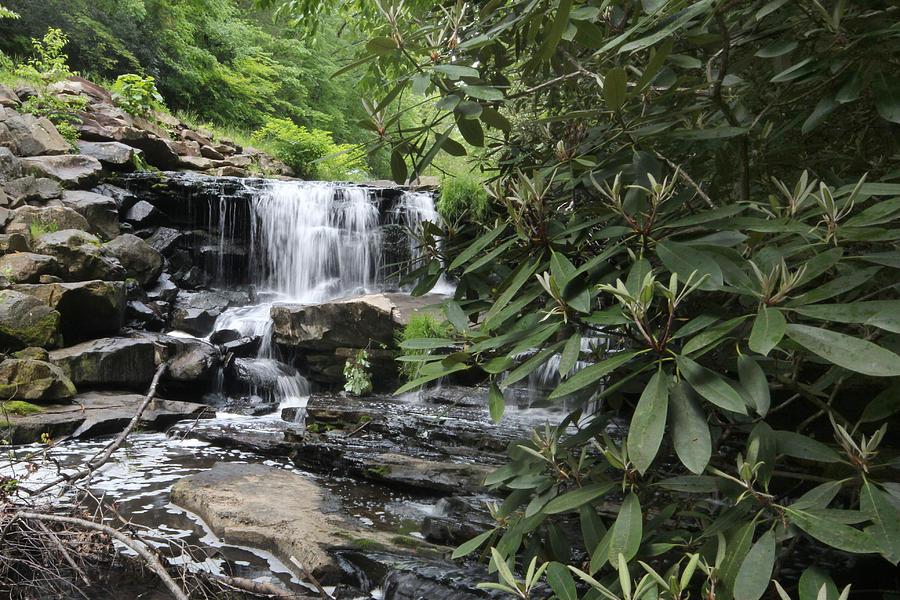 Bay Laurel at Goose Creek Waterfall Photograph by Robert Camp