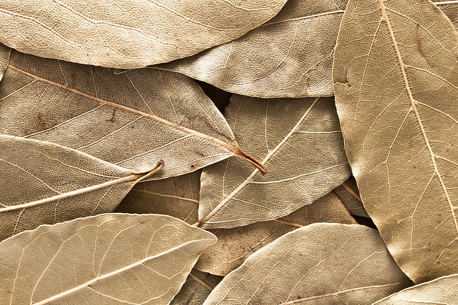 Abstract Photograph - Bay leaves by Tom Gowanlock