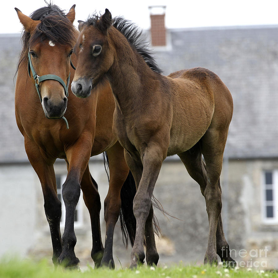 Bay Mare And Foal Photograph by Jean-Michel Labat