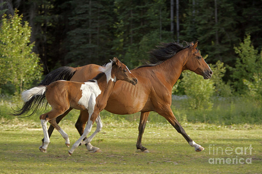 Horse Photograph - Bay Mare And Paint Foal Galloping by Rolf Kopfle