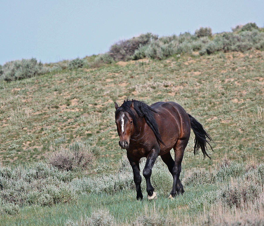 Bay Mustang Stallion Photograph by Jean Clark