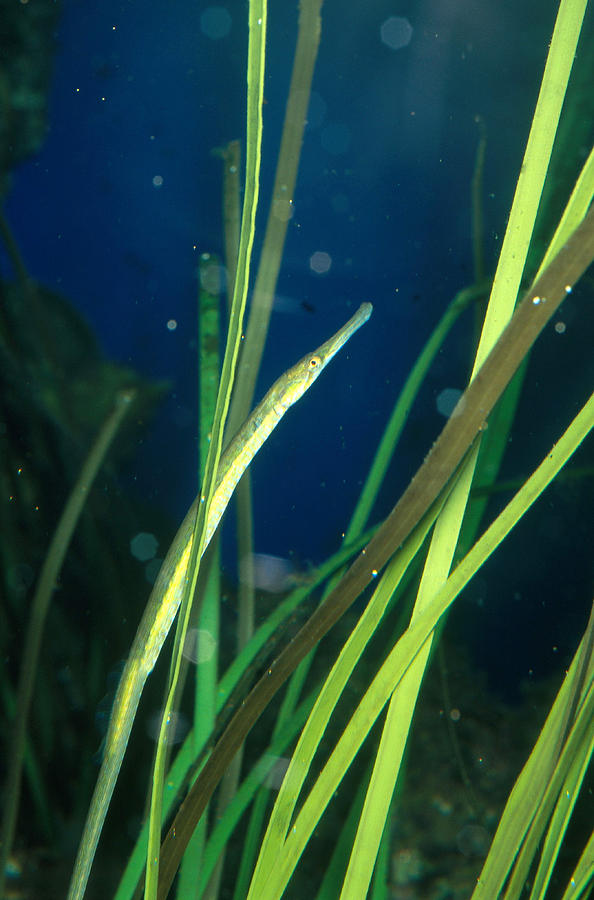 Bay Pipefish Photograph by Greg Ochocki | Fine Art America