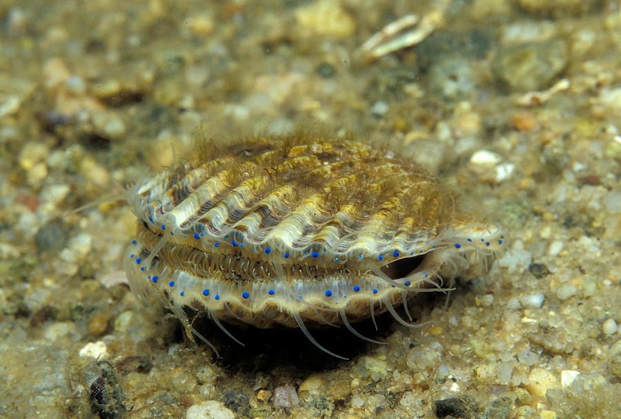 Bay Scallop Photograph by Andrew J. Martinez