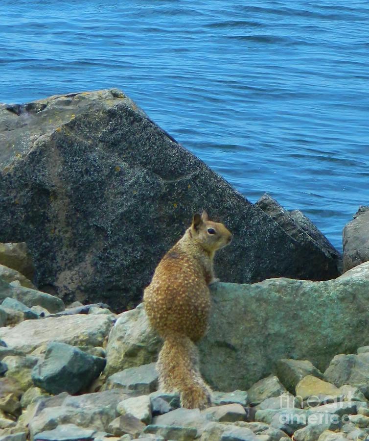 Bay Squirrel 2 Photograph by Gallery Of Hope 