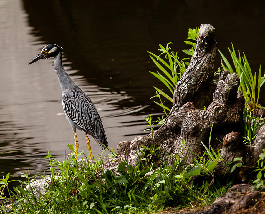 Bayou Bird Photograph by Melinda Ledsome