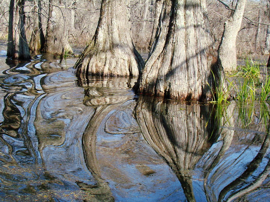 Tree Photograph - Bayou Reflection by Eva Kato