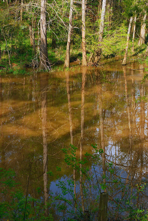 Bayou Reflections Photograph by Connie Fox