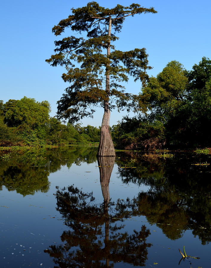 Southern Louisiana Bayou Reflections Photograph by Maggy Marsh