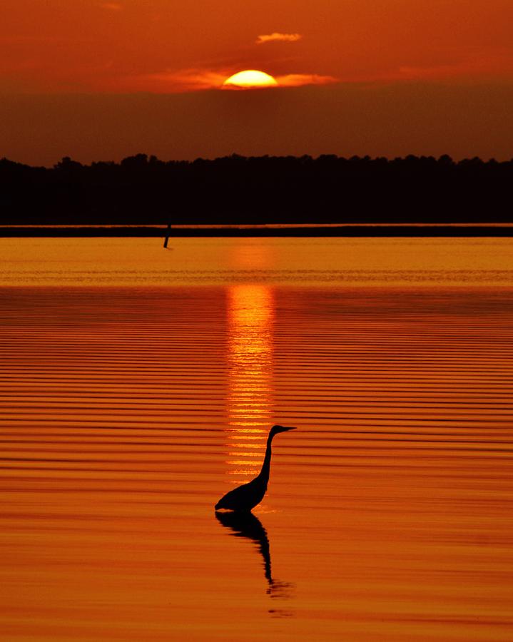 Bayside Ripples A heron on the Indian River Bay at Sunset Delaware Beach Photography Photograph by Billy Beck