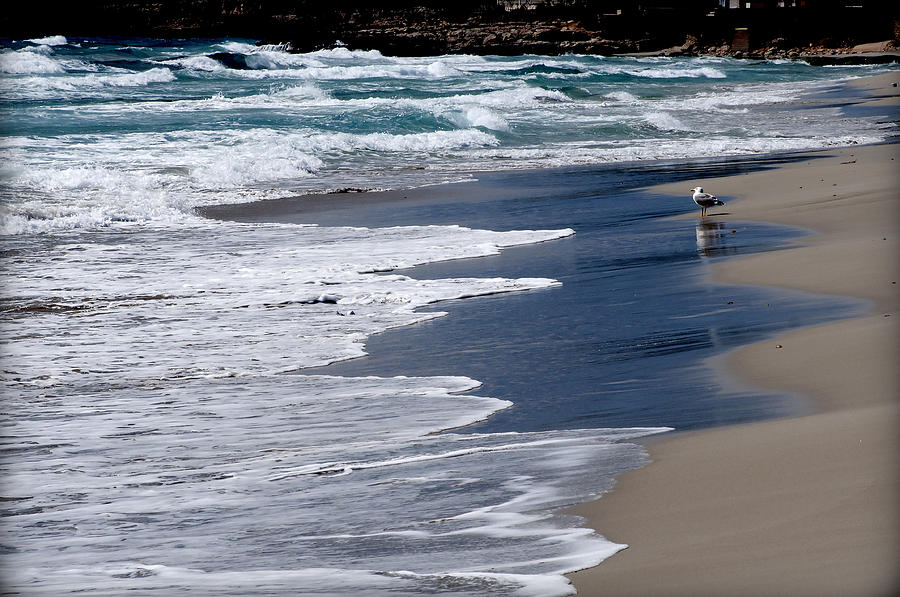 BayWatcher - A seagull waits at shore of Son Bou beach fishing time arrive Photograph by Pedro Cardona Llambias