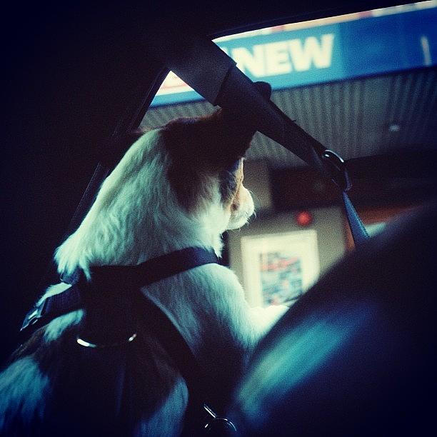 Dog Photograph - #bbhames #cruisin In The Mustang #buda by Emily Hames
