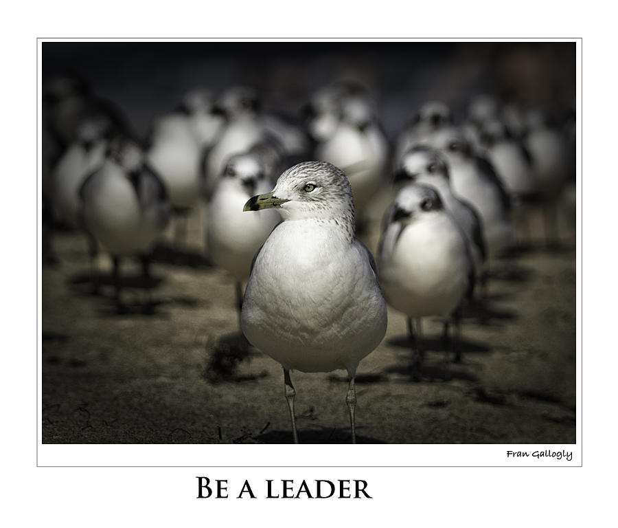 Be A Leader Poster Photograph by Fran Gallogly