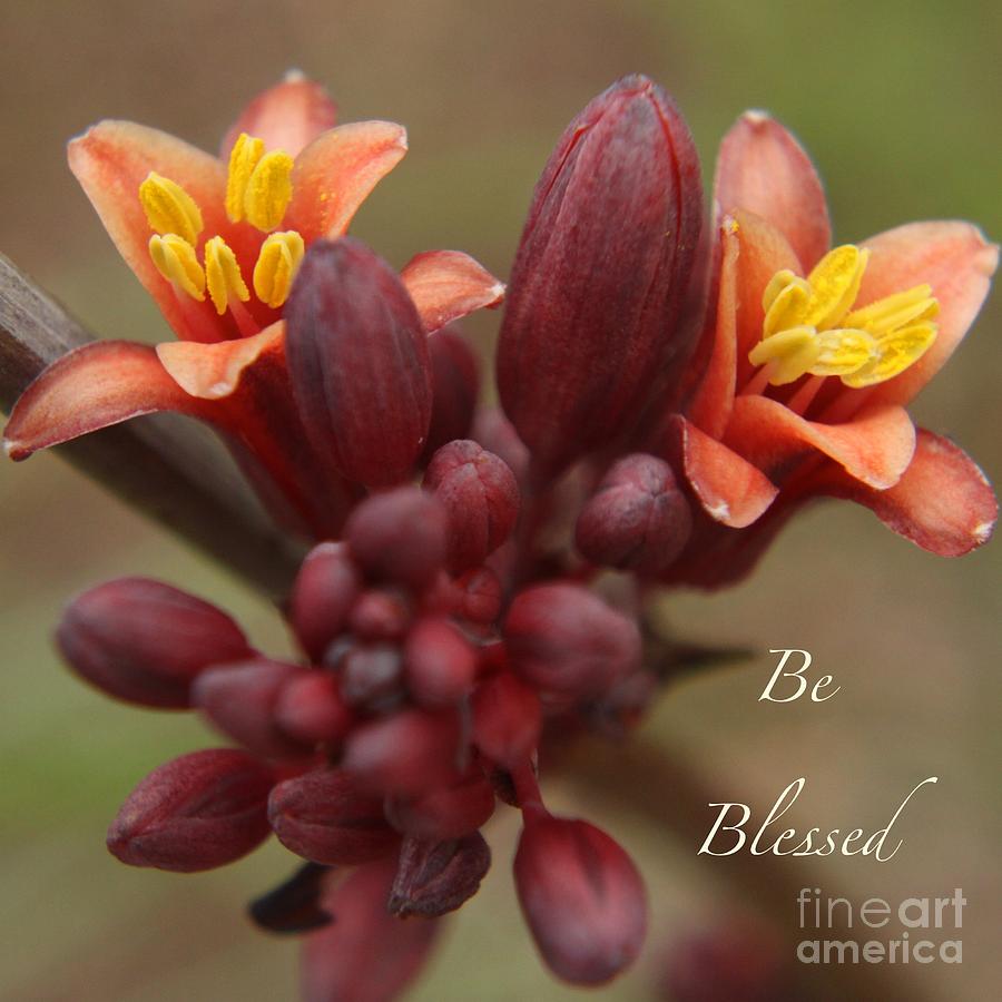 Nature Photograph - Be Blessed by Diana Black