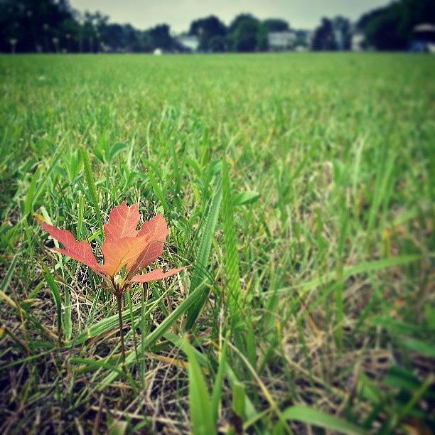 Nature Photograph - Be #different. #nature #grass #green by Chad Schwartzenberger