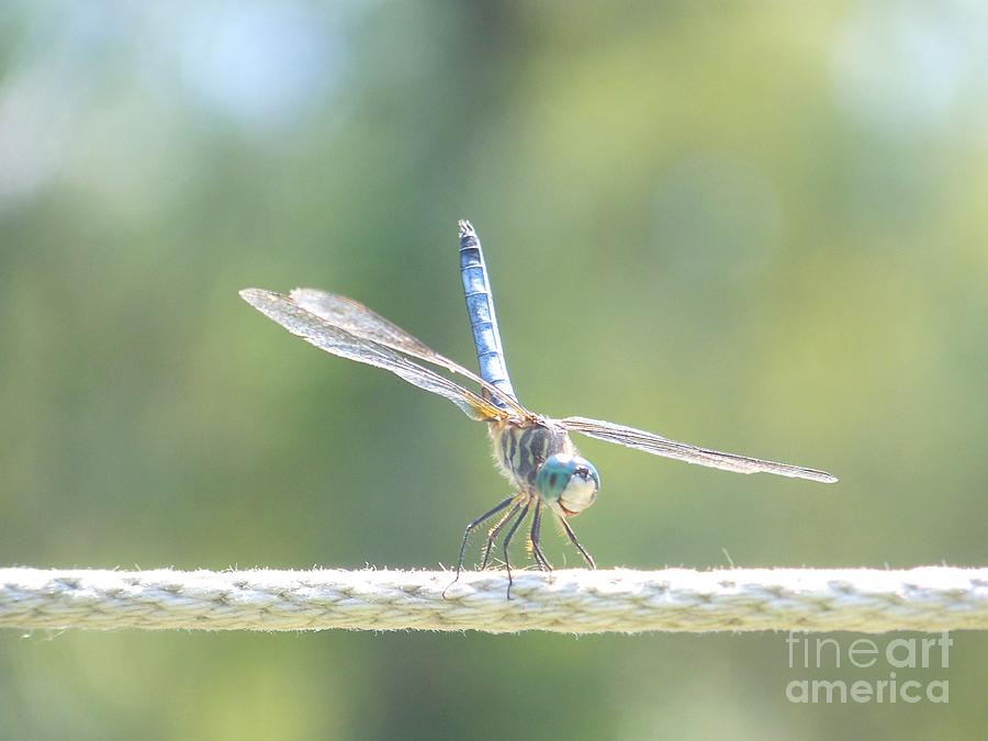 Smiling Dragonfly Photograph by Eunice Miller
