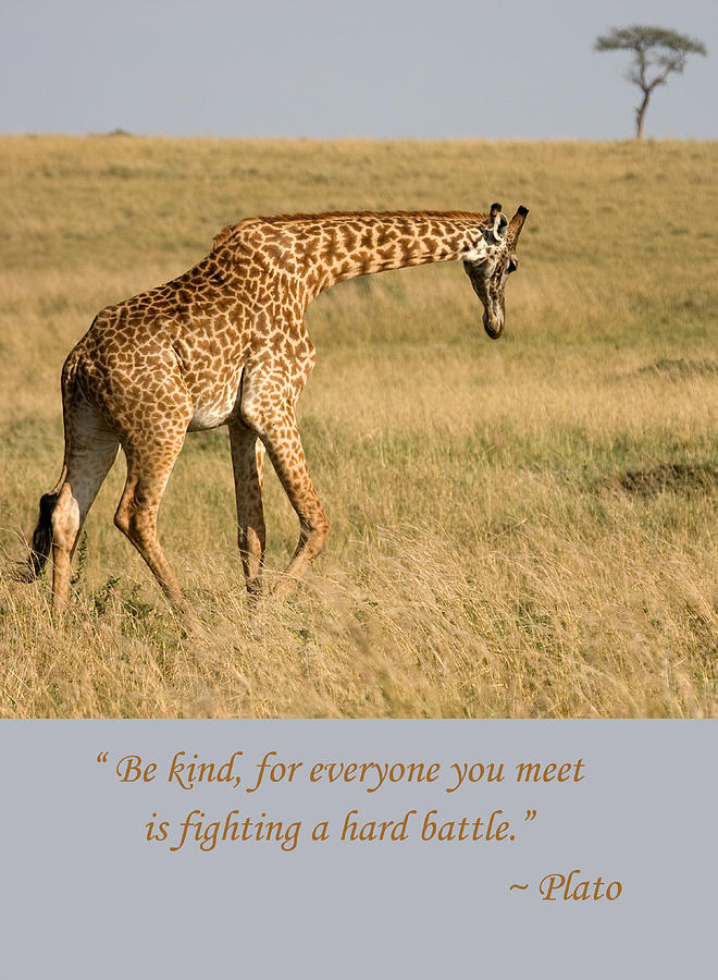 Be Kind Plato Quote Photograph by Chris Scroggins