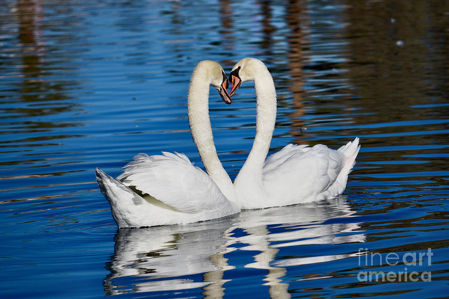 Swan Photograph - Be Mine by Deb Halloran