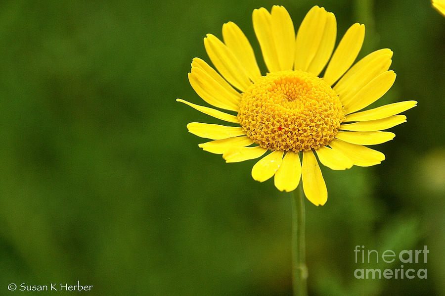 Be My Sunshine Photograph by Susan Herber