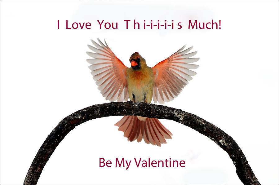 Be My Valentine Cardinal Spread Photograph by Randall Branham