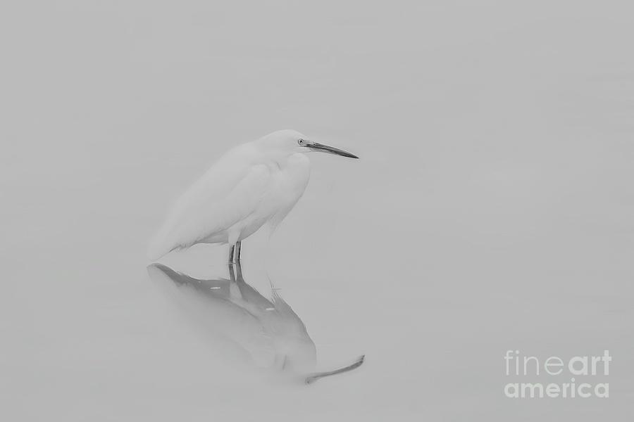 Be Still Egret Photograph by Ruth Jolly