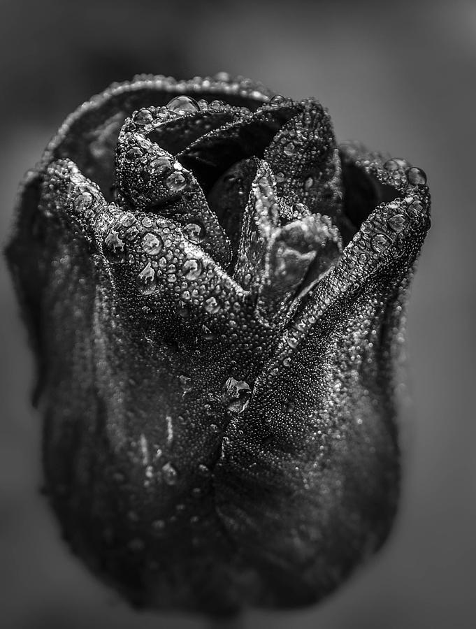 Be Still - tulip Photograph by Rae Ann  M Garrett