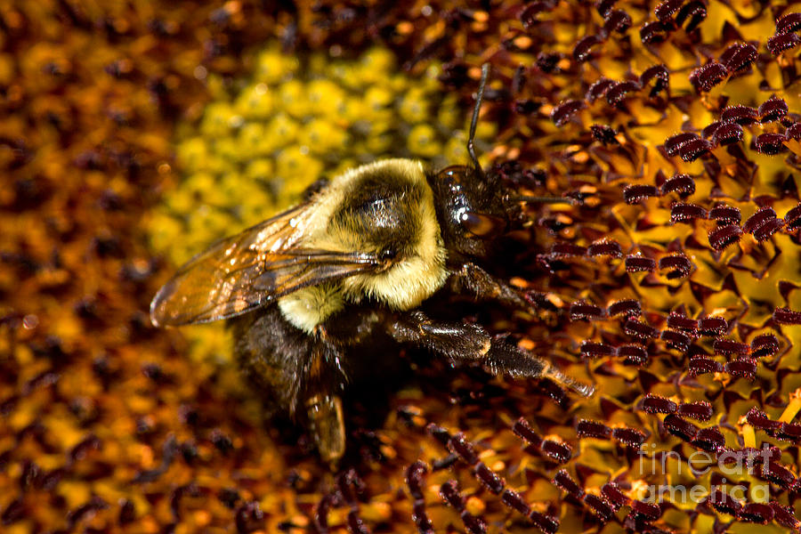 Bee Pollunating #1 Photograph by Iris Richardson