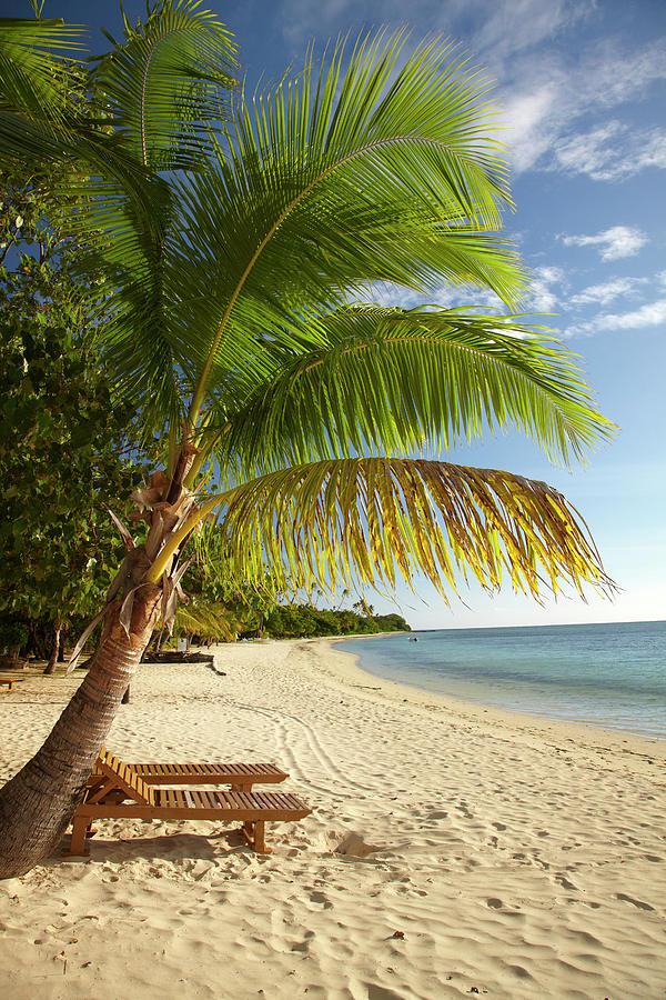 Beach And Palm Trees, Plantation Island Photograph by David Wall | Fine ...