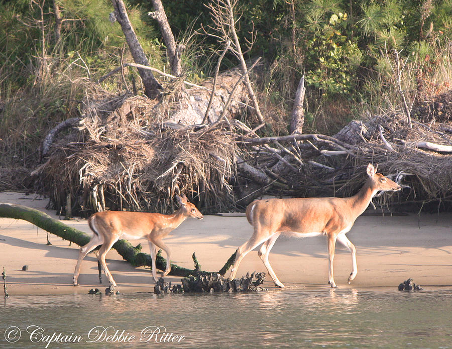 Wild Horse Photograph - Beach Baby by Captain Debbie Ritter Wild Horse Photograph - Beach Baby by Captain Debbie Ritter