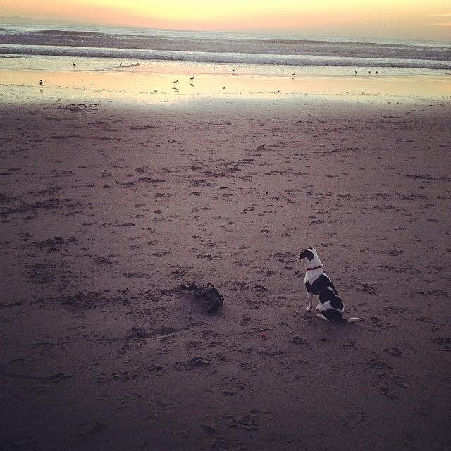 Beach Baby #dogsofinstagram #rangergram Photograph by Katie Mcmahon