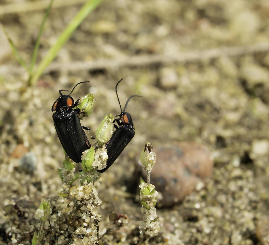 Beach Beetles Photograph by Thomas Young