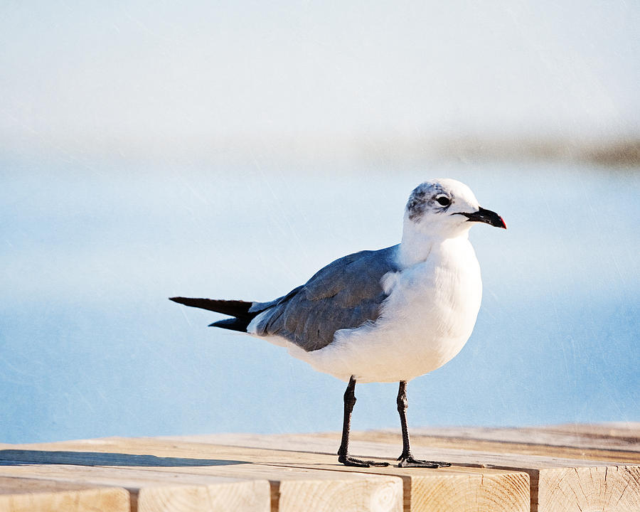 Seagull Photograph - Beach Begger by Carolyn Cochrane