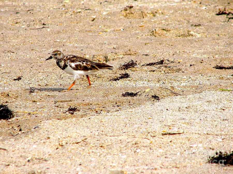 Beach Bird 2 Photograph by Anita Lewis