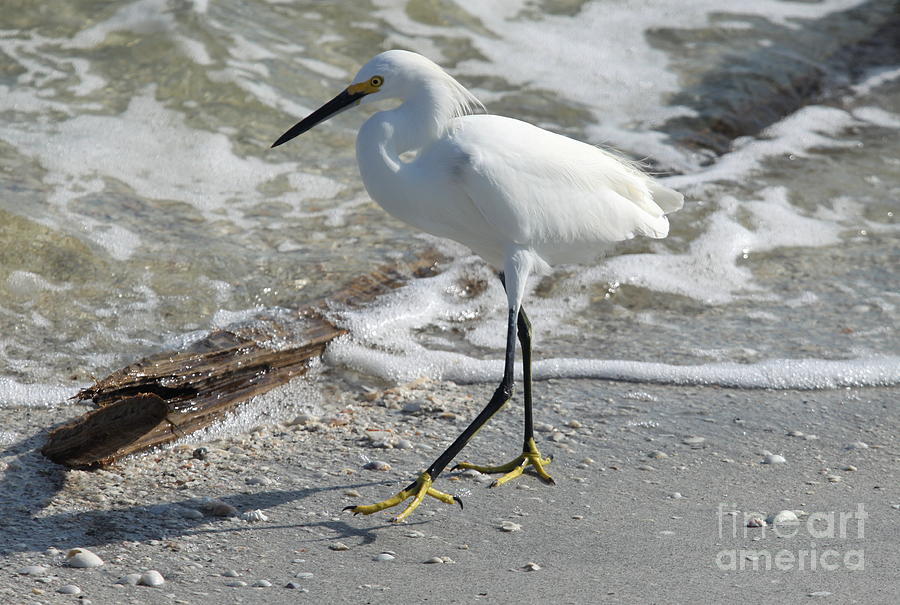 Beach Bird Photograph by Christiane Schulze Art And Photography