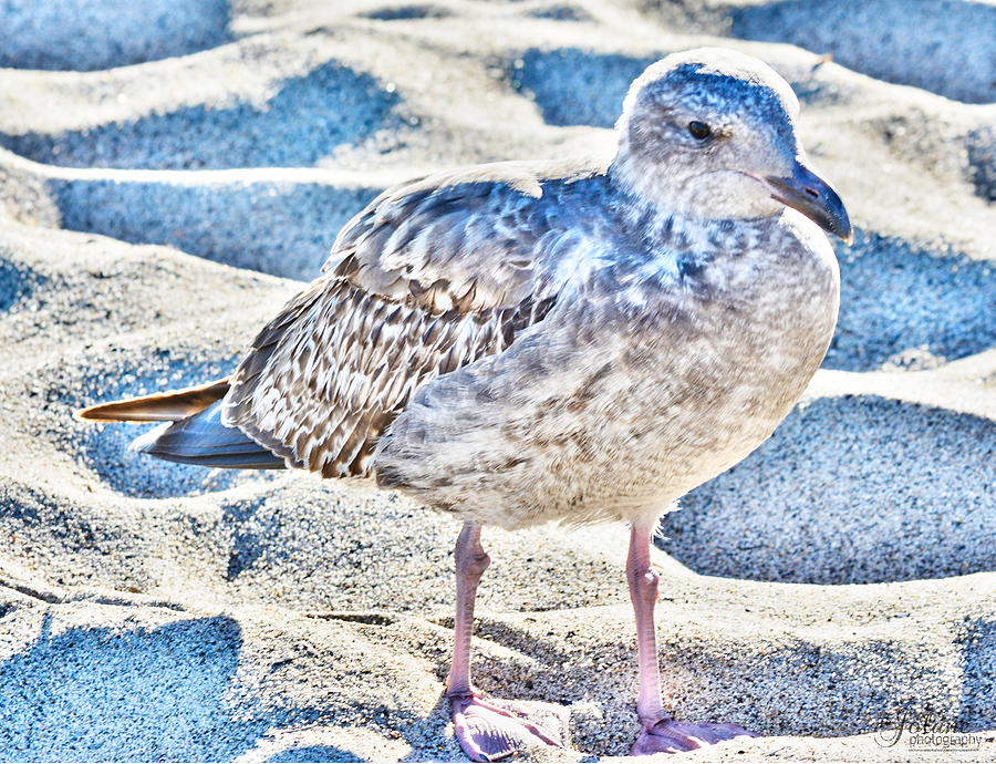 Beach Bird Photograph by Jody Lane