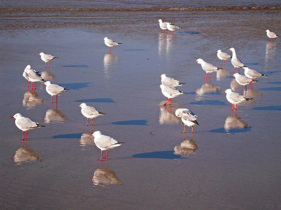 Beach Birds 2 Photograph by Ankya Klay