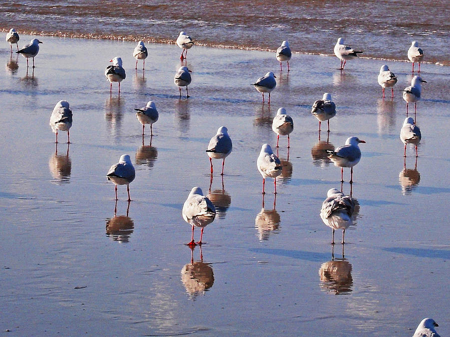 Beach Birds 3 Photograph by Ankya Klay