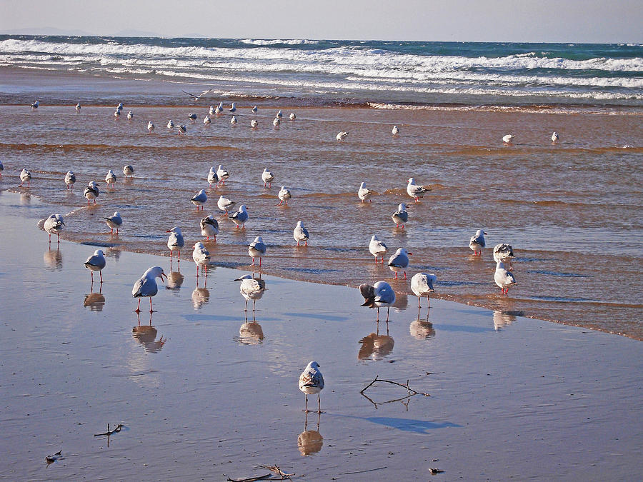 Beach Birds 4 Photograph by Ankya Klay