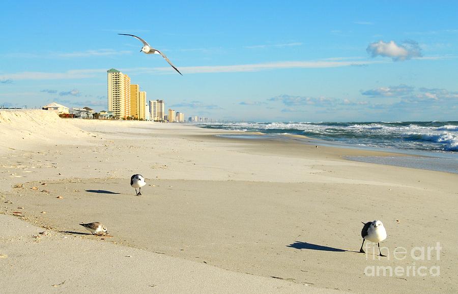 Beach Birds Photograph by Anthony Wilkening