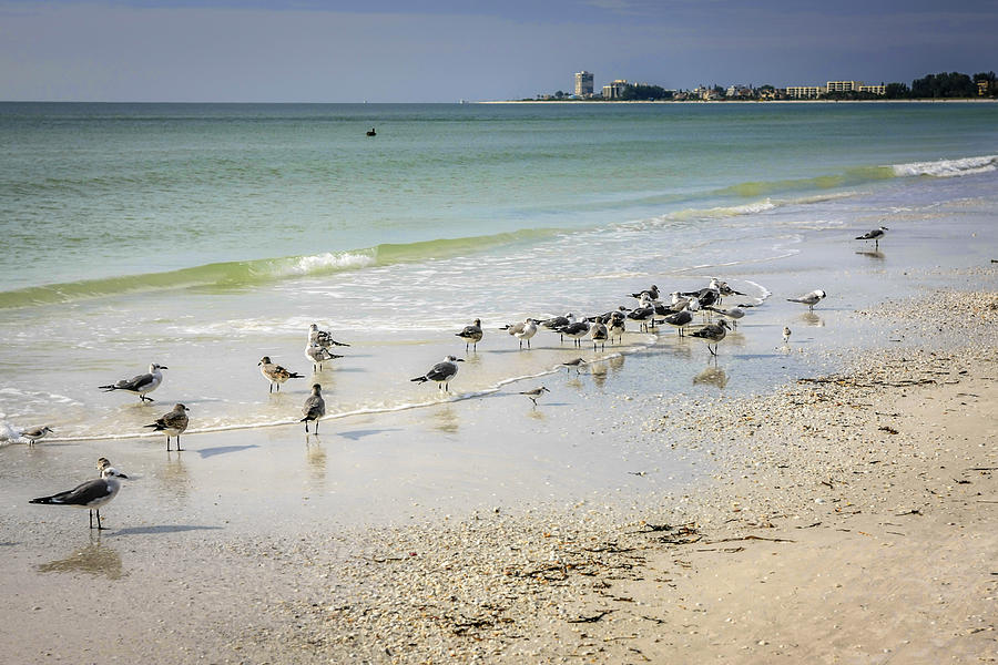 Sandpiper Photograph - Beach Birds by Chris Smith
