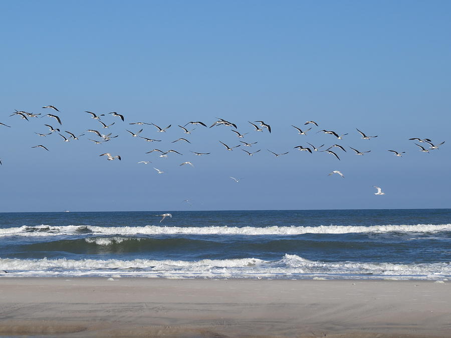 Beach Birds in Flight Photograph by Ellen Meakin