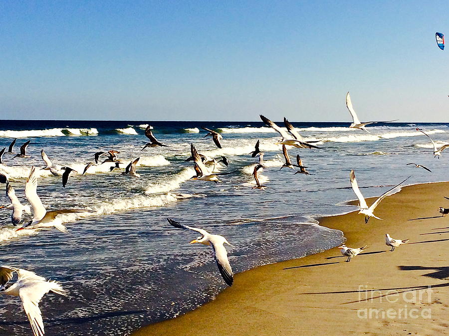 Beach Birds Photograph by Sean Conklin